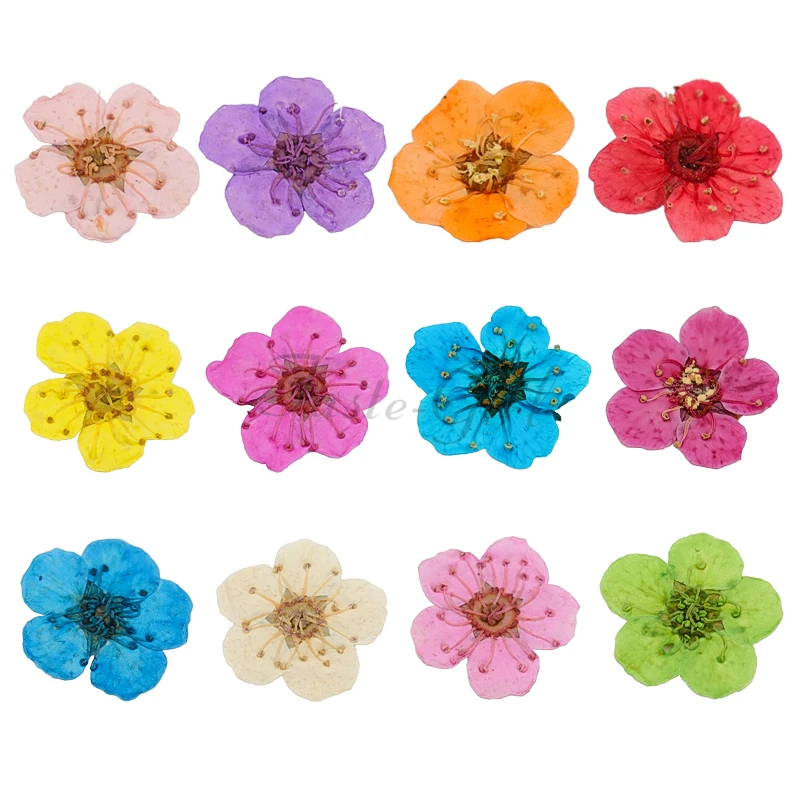 24 pc/عجلة الأظافر الطبيعية المجففة زهرة DIY 3D ضغط زهر زهرة المنزلق ملصقا البولندية مسمار الفن زينة مانيكير لوازم