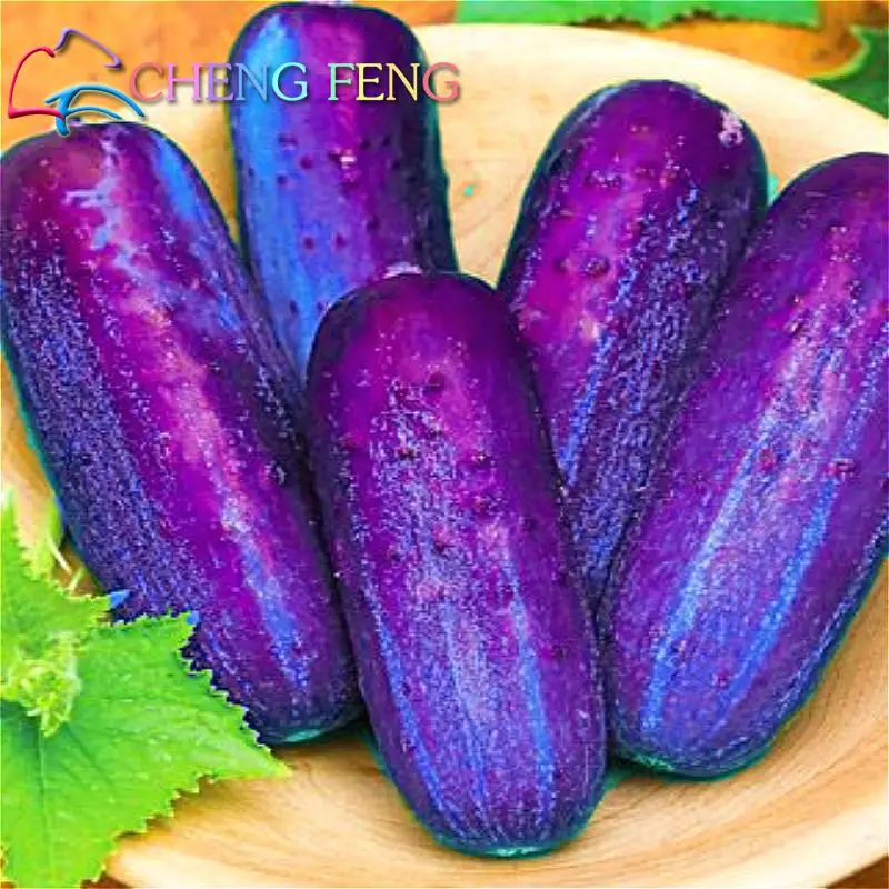 Cucumber Hot Selling 100 Seeds Fruit Cucumber Cuke Green White Red