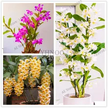 100 шт. растение орхидеи дендробия, редкий Цветочный бонсай, Высокая скорость прорастания, легко выращивать