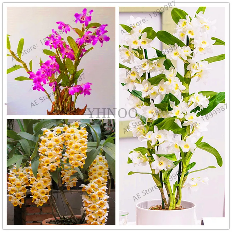 

100Pcs Climbing Dendrobium Orchid Plant,rare flower bonsai,high germination rate,easy to grow