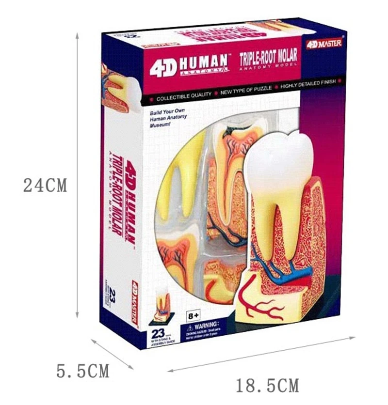 4d master puzzle Assembling toy human body organ anatomical model medical teaching model