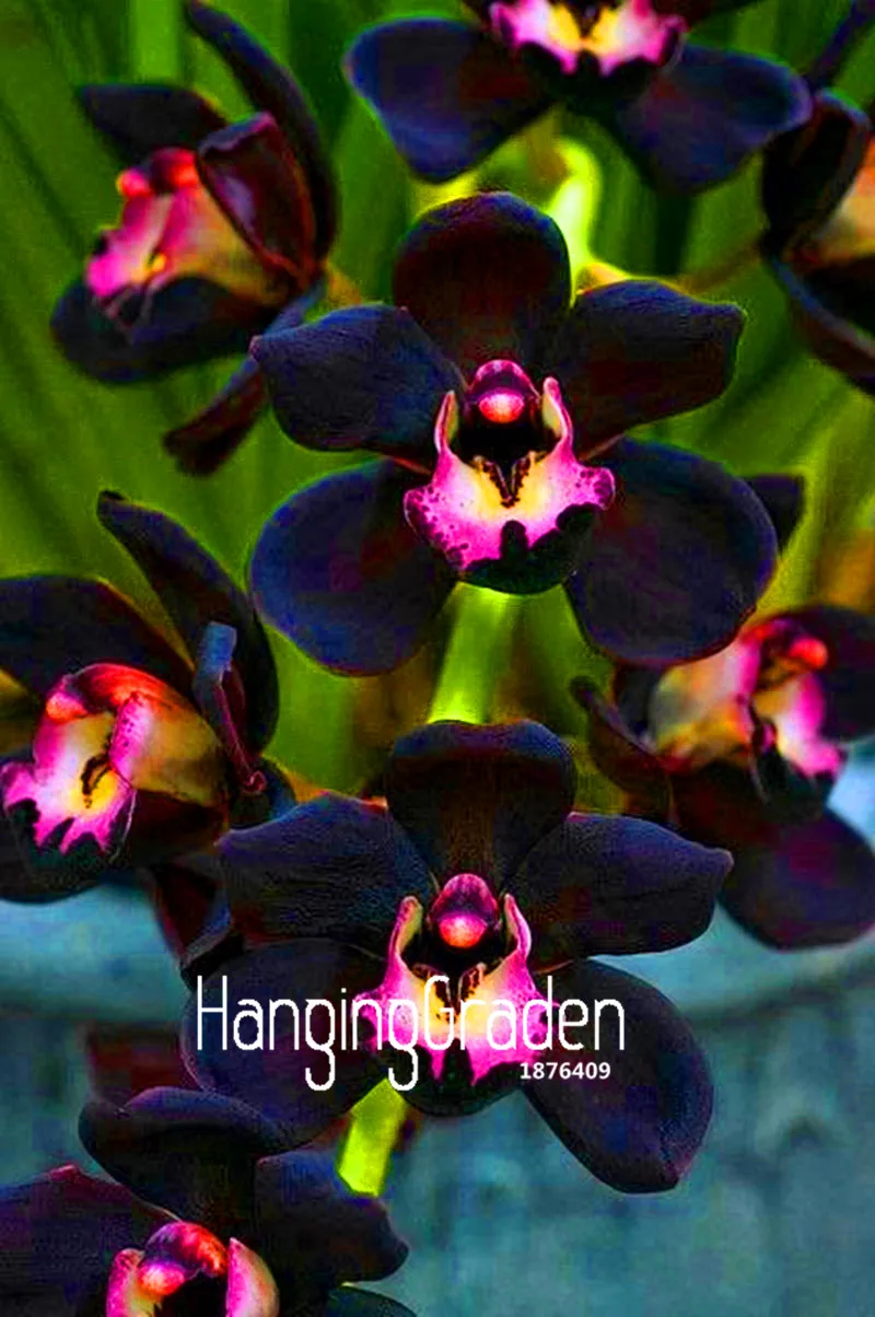 Самые низкие цены! 100 шт./пакет Орхидея Цимбидиум flores, бонсай растения, растения для дома и сада