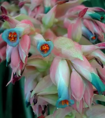 100 шт свежий настоящий Puya berteroniana Oo-Puya chilensis Flower F