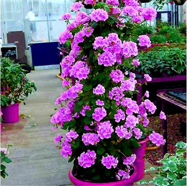 100 szt rzadkie wspinaczka Geranium Pelargonium Peltatum drzewo Bonsai wieloletnich kwiat kryty pokoje ogród doniczkowa roślina Easy rosną tanie i dobre opinie Kwitnące rośliny Mini duże małe średnie Wykluczone Bardzo proste Upiększających Rośliny ogrodowe Subtropikalnych 100 szt rzadkie wspinaczka Geranium Pelargonium Peltatum drzewo Bonsai wieloletnich kwiat kryty pokoje ogród doniczkowa roślina Easy rosną tanie i dobre opinie Kwitnące rośliny Mini duże małe średnie Wykluczone Bardzo proste Upiększających Rośliny ogrodowe Subtropikalnych