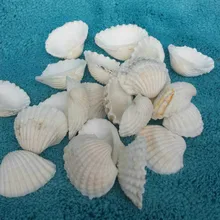 10pcs/lot Mediterranean style shell white coconut shell DIY crafts conch shell white scallop decorative shell material