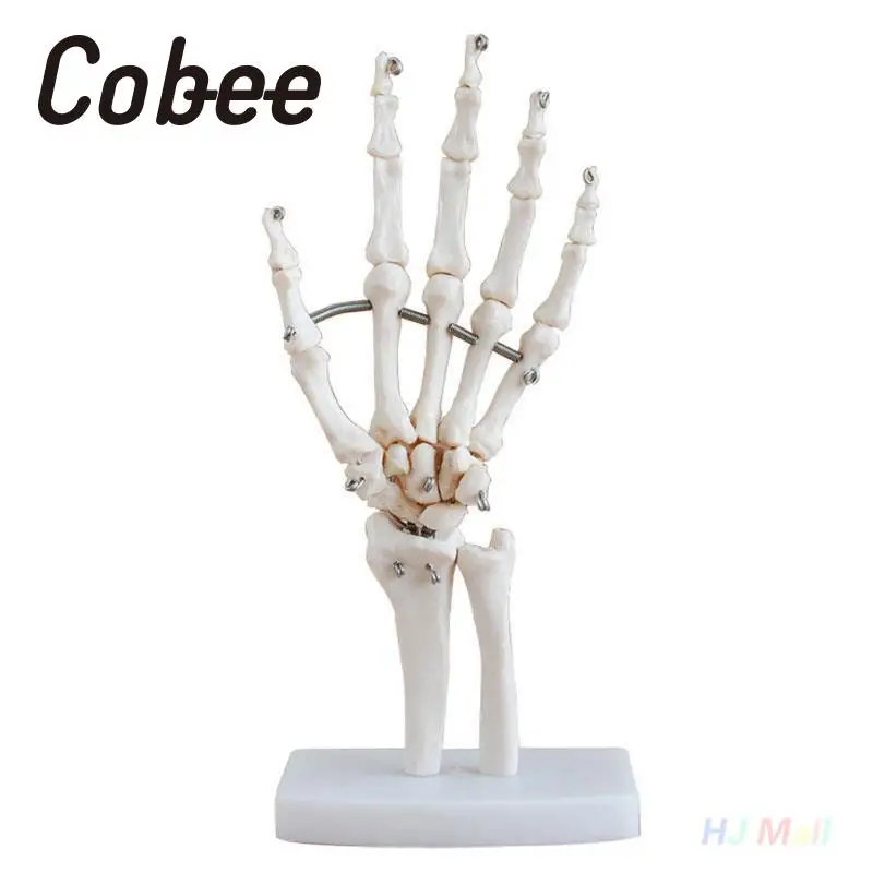 

Professional Hand Joint Anatomical Skeleton Model Medical Anatomy Life