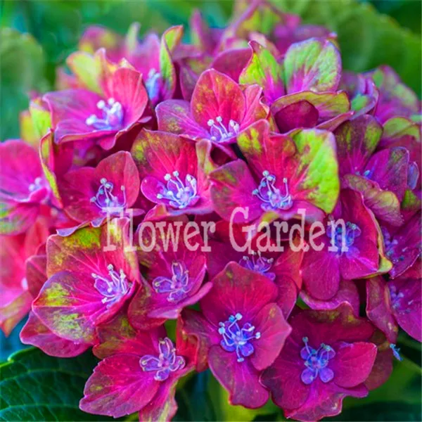 

20pcs/lot Hydrangea macrophylla 'Magical Collection' flores Bonsai potted plant DIY home garden free shipping,AL1LTJ