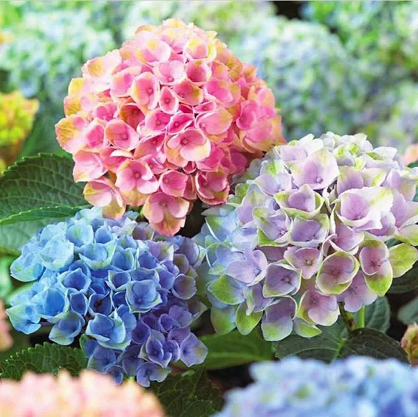 

Bonsai 50 Pcs Multiple Color Choice Hydrangea Bonsai Perennial Flower Plant Hydrangea Balcony Ornamental Garden Decoration Plant