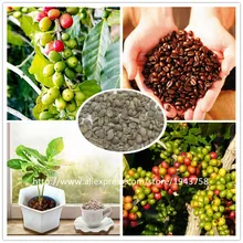 A Pack 20 Pcs Coffee Bean Seeds Balcony Bonsai Tree Plant Seed Coffee Cherry Seeds