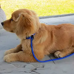 Новый крепкая нейлоновая веревка собака Slip Training поводок 52 дюймов Прогулки поводок для Прямая доставка