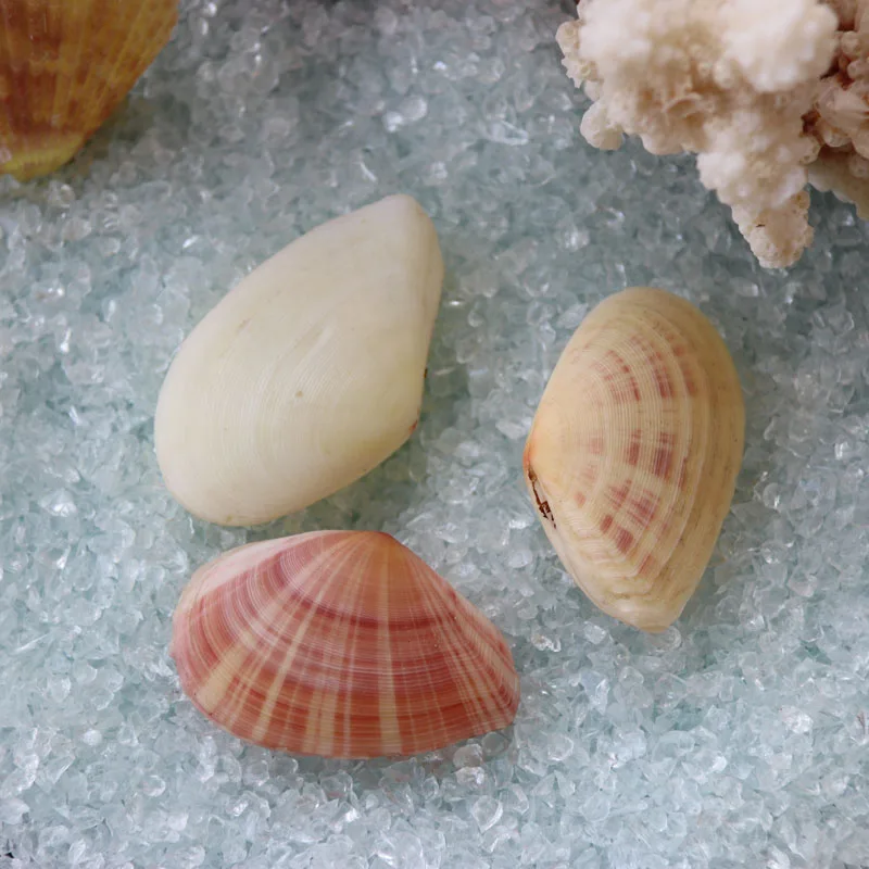 

Free Shipping(10pcs/lot) Striped Tellin Shell Natural Shell&Conch Home Decoration Sea Beach Wedding Landscape Decoration
