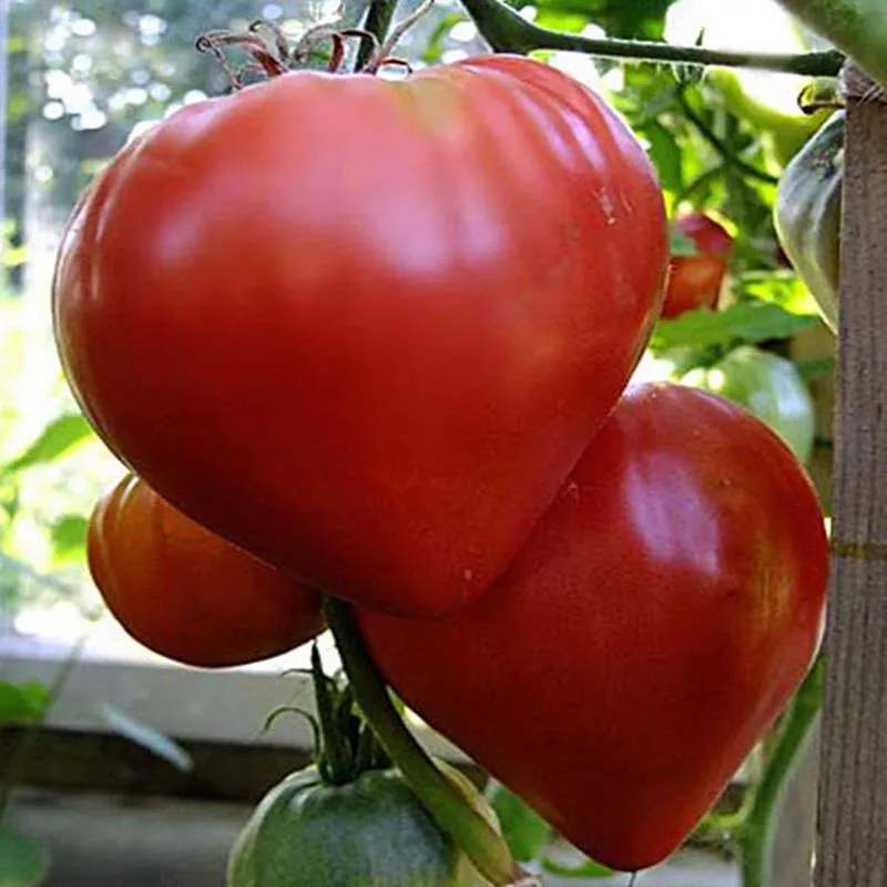 

50 pcs/bag bonsai tomato , delicious cherry tomato ,Non-GMO vegetables Edible food balcony potted garden plants
