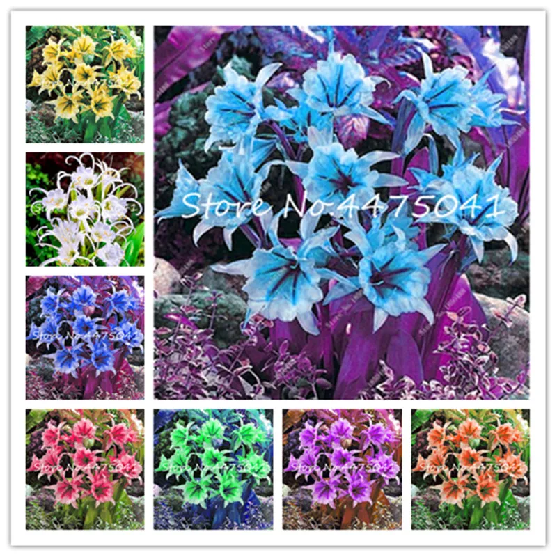 

Mixed Color Spider Lily Bonsai Flower Cheap Perfume Lily Plantas Mixing Different Varieties Flower Bonsai Plant 100 Pcs