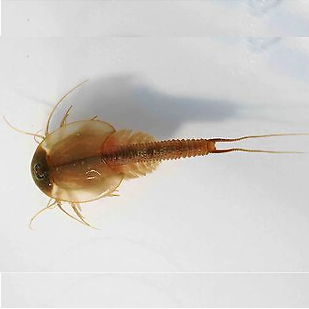 15 Mm L Laut Monyet Telur Monyet Peri Air Garam Udang Hewan Hidup