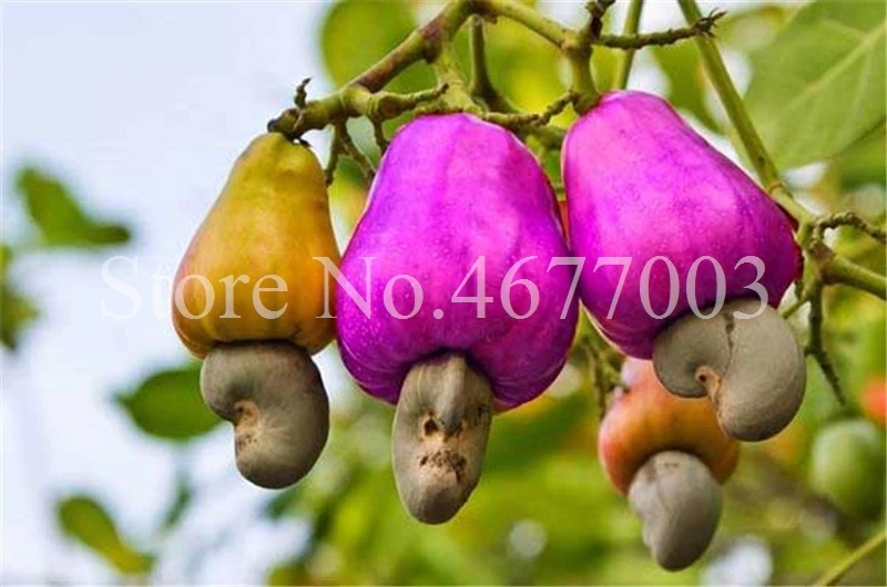New Garden Plants 10 pcs Mini Cashew Tree Bonsai Anacardium Occidentale Rare Outdoor Plant Tree Potted Fruit Germ Free Shipping