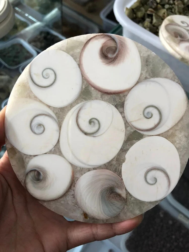 Солнечная оболочка ammnite fossil настоящий аммонит shell Fossil Disc Мадагаскар весь аммонит окаменелость подстаканник modagcar fossil
