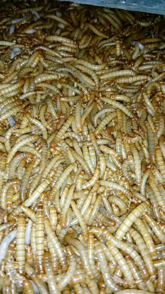 Сушеный аквариум Mealworm пруд рыба рептилия дикая птица еда хомяк птичка ящерица