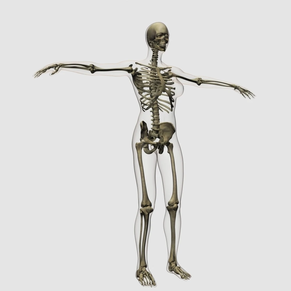 Medical illustration of full female skeleton Poster Print (28 x 28)