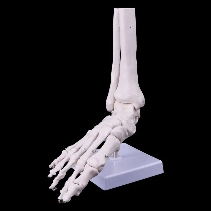 Color, White Anatomical Skeleton Model Medical Display Study Tool Life Size Foot Ankle Joint 0827 ,White 