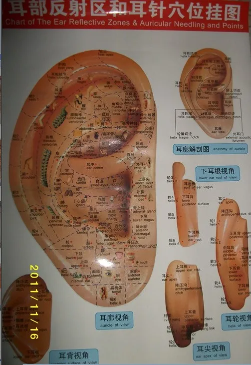 free shipping Ex b2 wallmap ear acupuncture map ustration of ...
