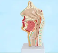 Голова Анатомия, анатомический модель человеческого рот носовой полости и горло устные Патологии Модель сосудистых нервных модели