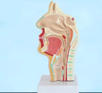 

Head Anatomy Anatomical Model of Human Mouth Nasal Cavity and Throat Oral Pathology Model Vascular Nerve Model Medical Teaching