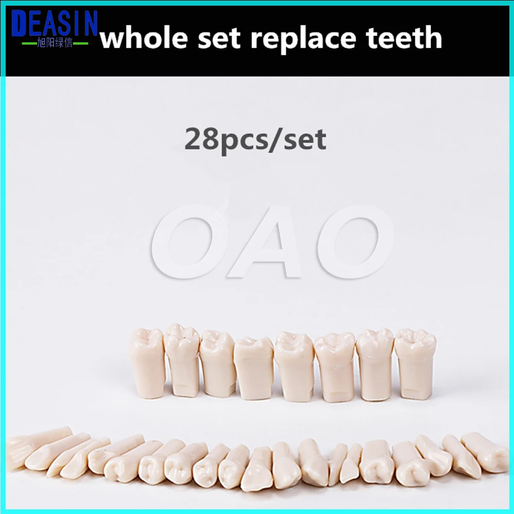 Peças de Reposição Aprendizagem Modelo Dentes Substituir Conjunto 28 Pcs - 32 Teeth Ensino 2 Clareamento dos dentes