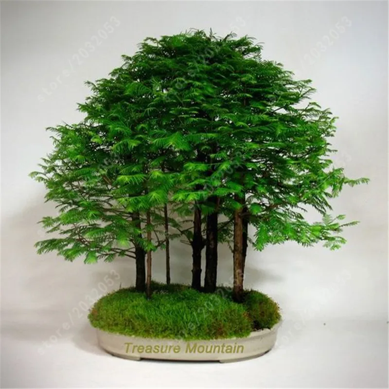 50 Pcs Dawn Redwood Forest Bonsai Seeds Bonsai Tree Metasequoia