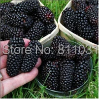 20 Seeds / Pack, Black Mulberry Seeds Morus Nigra Tree Garden Bush Seed DIY  home garden free shipping