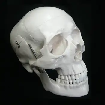 

Human anatomy skeleton Life Size Deluxe Skull Model Orgal Heart skull brain skull model in trauma nursing manikin train