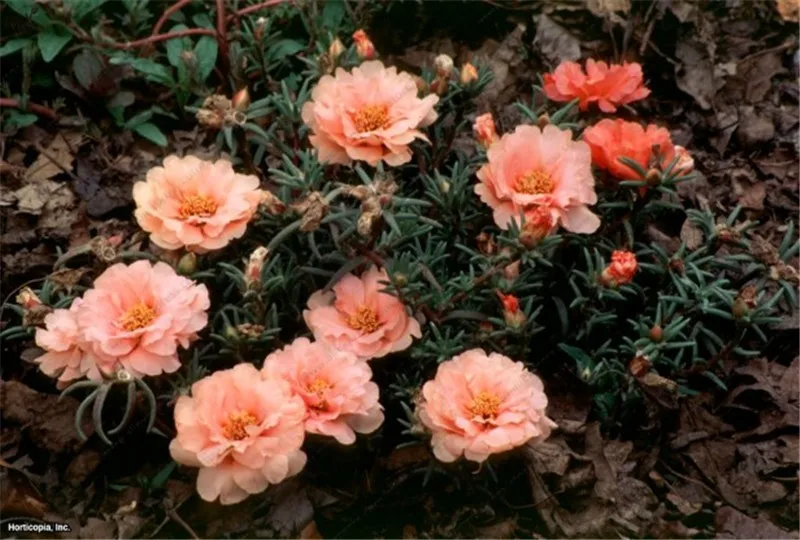 Buy 200 Pcs Moss Rose Seeds Free Shipping