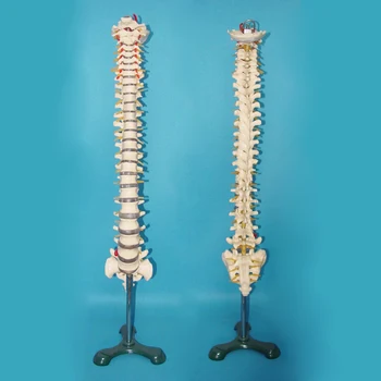 

1:1 Human Skeleton Model Spine Vertebral Skeleton Anatomical Models Medical Science School Teaching Resources