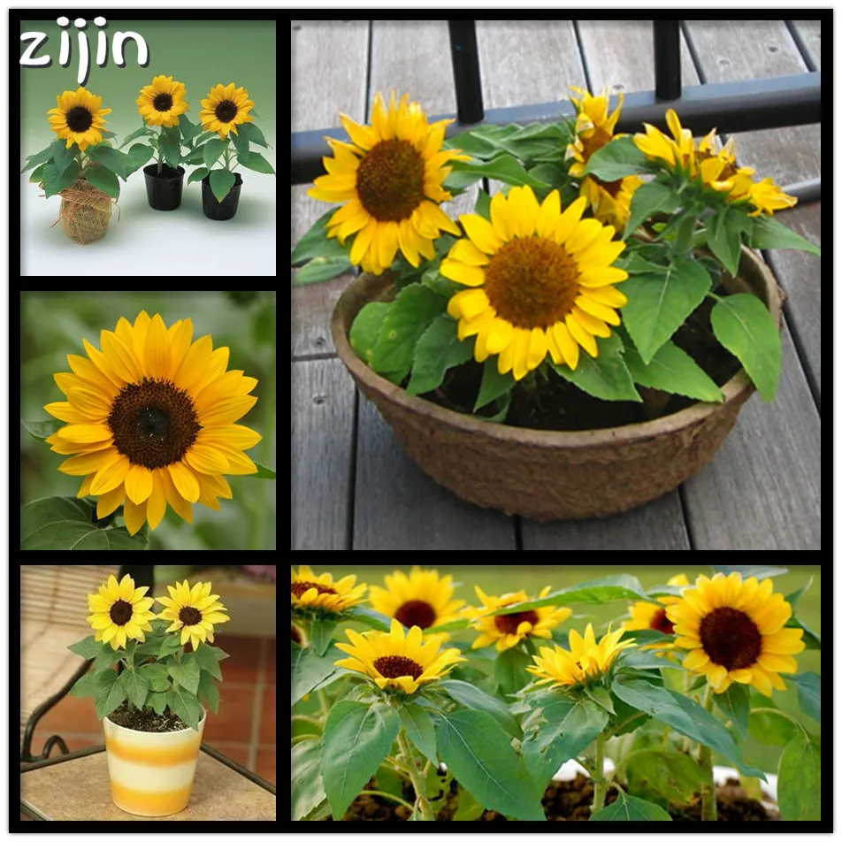 

50Pcs Mini Sunflower Bonsai Flower Rare Color Sunflower Flower Indoor Flower Plant for Home Garden Ornamental Plants