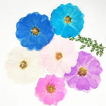 

120pcs Pressed Dried Dyed Rosa Chinensis Jacq. Flower Plant Herbarium Jewelry Postcard Invitation Card Phone Case Bookmark DIY