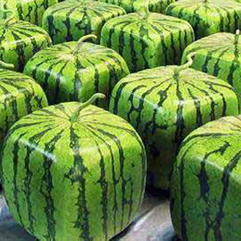 ZLKING 50 Pieces Square Watermelons Bonsai Delicious Chinese Fruit Food Water Melon Plants of ...