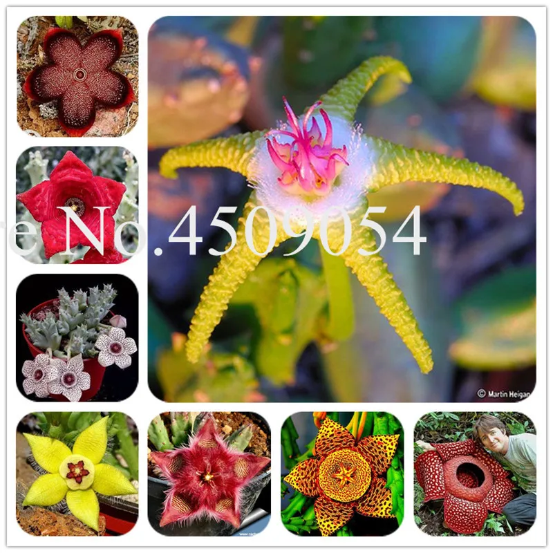 

Bonsai 300 Pcs Stapelia Pulchella plants Succulents Orchids Lithops Raw Stone Cactus seedsplants Rare For Home Garden decoration