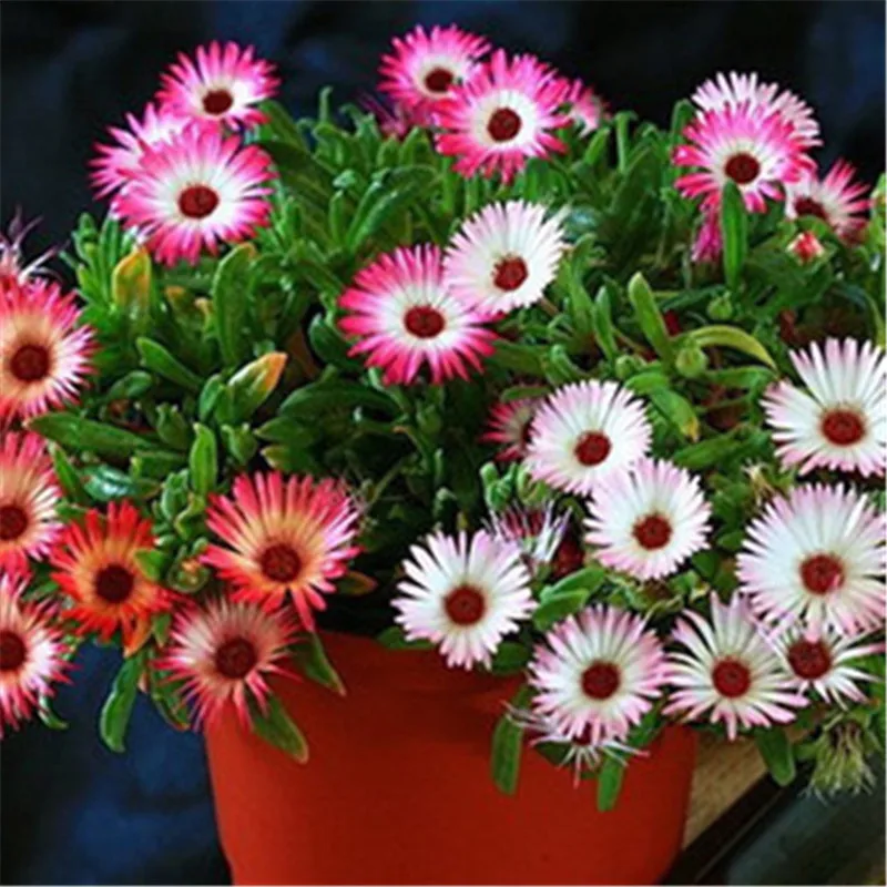 Free Shipping 30pcs Transvaal Daisy Seeds Osteospermum Garden Flowers