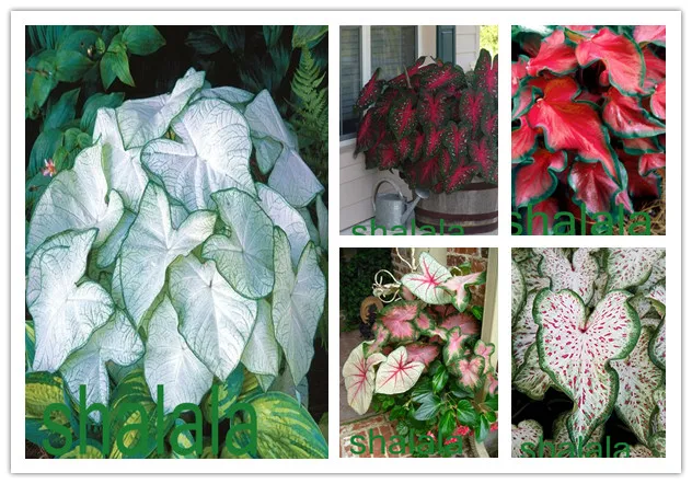 

50 Pcs / Pack Caladiums Plants, Multi Color Potted Plant Radeation Protection Caladiums Bonsai,Herb Plants For Home Garden