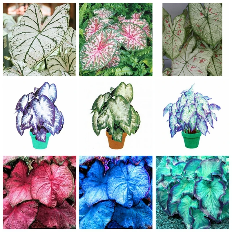 

Hot Sale 100 pcs Bonsai JAPANESE Caladium Bicolor Bonsais Planta Balcony Rare Flower Home & Garden Easy to Grow Free Shipping