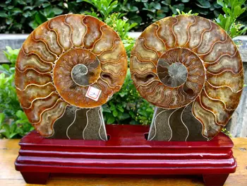 

Best a pair of half&cut Ammonites Jurassic Fossil Madagascar 640g+stand 120g