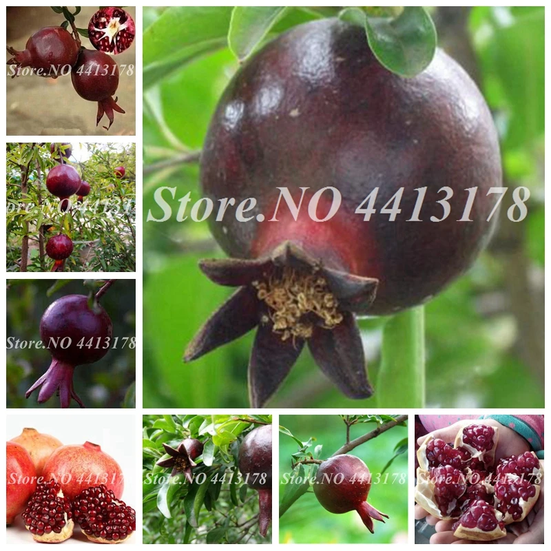 

30 Pcs Black Red Pomegranate Bonsai Fruit Sweet Delicious Fruit Tree Potted Very Big & Sweet For Home Garden Succulents Plant