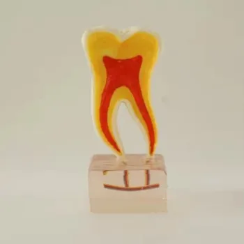 

6 Times Anatomy Teeth Model Tooth Anatomy Model
