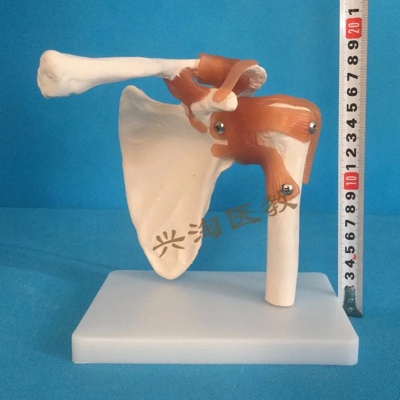 Модель скелета человека 6 шт. модель сустава скелета плеча, локтя, запястья, бедер, колена и лодыжки модель суставов