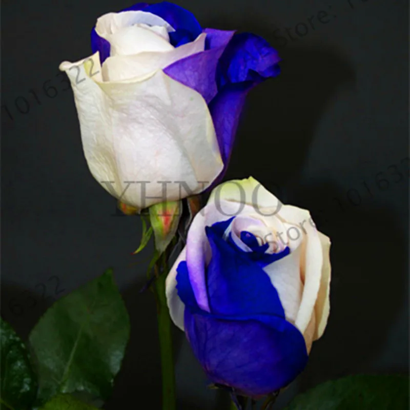 Лидер продаж! 120 шт./упак. радуги, с цветком розы и рисунком садовых цветов new Holland Роза бонсай подарок редкая экзотика 25 Цвета для того, чтобы выбрать «сделай сам» для дома - Цвет: 13