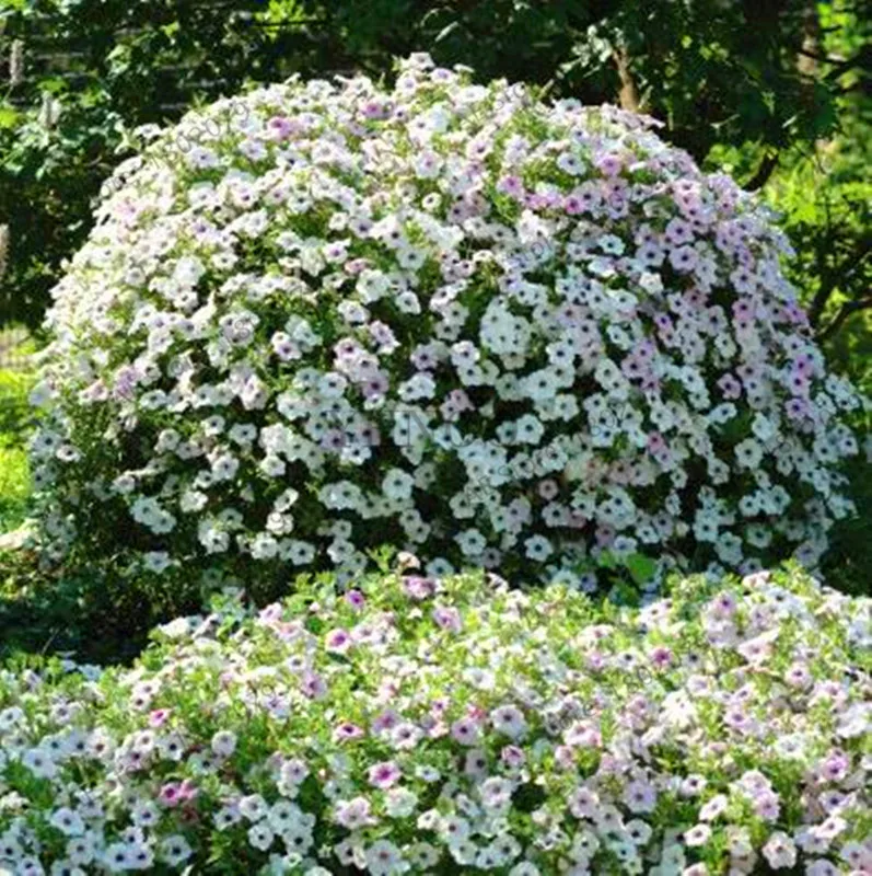 Best-Selling!200pcs Hanging Petunia Mixed flores Color Waves Beautiful Flowers For Garden Plant Bonsai Flower plantas,#BJLC4O Best-Selling!200pcs Hanging Petunia Mixed flores Color Waves Beautiful Flowers For Garden Plant Bonsai Flower plantas,#BJLC4O