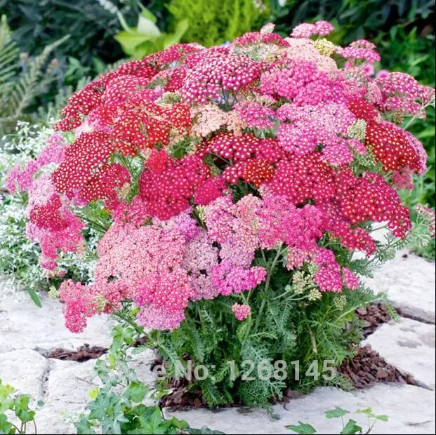 

100pcs/lot Achillea Millefolium * Herb * Soldier's Friend * Common Yarrow * Hardy Perennial