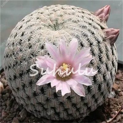 100 Pcs/Pack Loss Promotion ! Beautiful Cactus,Bonsai Flores Succulent Potted Plants Flower Plantas Diy Home Garden 100% Natural 100 Pcs/Pack Loss Promotion ! Beautiful Cactus,Bonsai Flores Succulent Potted Plants Flower Plantas Diy Home Garden 100% Natural