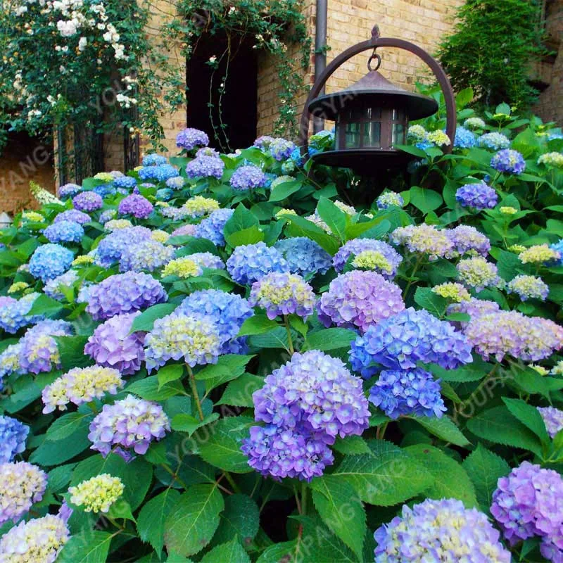 20pcs/pack Hydrangea Paniculata vanilla Fraise Strawberry Hydrangea bonsai Bonsai Flower bonsai Potted Plant For Home Garden Pla