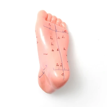 

13cm Foot acupuncture model foot acupuncture needle acupoint model foot acupuncture point model