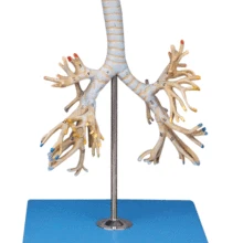 Бронхиальная Модель Дерево